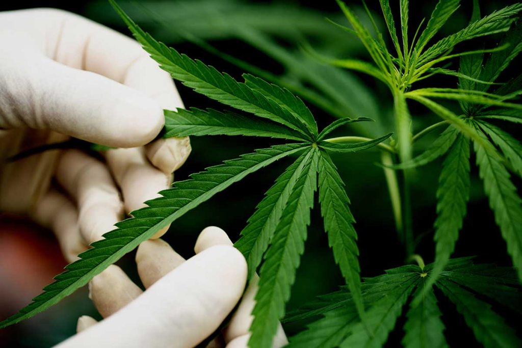 Gloved hands examining a cannabis plant, highlighting marijuana use and its implications—Capistrano Beach Recovery offers evidence-based treatment for cannabis dependency and co-occurring mental health conditions.